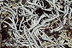 Wurmflechte (Thamnolia vermicularis) (28.05.2021, C189884)