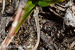 Foto: Formica lemani (Waldameise)