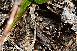 Foto: Formica lemani (Waldameise)