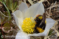 Distelhummel (Bombus soroeensis)<br/>Frühlings-Anemone (Pulsatilla vernalis)