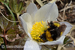 Distelhummel (Bombus soroeensis) auf Frühlings-Anemone (Pulsatilla vernalis) (C190033) Distelhummel (Bombus soroeensis) auf Frühlings-Anemone (Pulsatilla vernalis) (C190033)