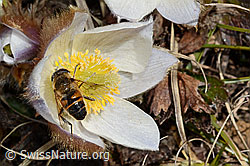Mistbiene (Eristalis tenax) auf Frühlings-Anemone (Pulsatilla vernalis) (C190120) Mistbiene (Eristalis tenax) auf Frühlings-Anemone (Pulsatilla vernalis) (C190120)