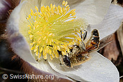 Mistbiene (Eristalis tenax) auf Frühlings-Anemone (Pulsatilla vernalis) (C190130) Mistbiene (Eristalis tenax) auf Frühlings-Anemone (Pulsatilla vernalis) (C190130)