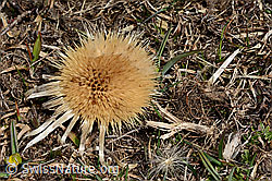 Silberdistel (Carlina acaulis ssp. caulescens) (28.05.2021, C190170)
