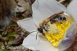 Erzfarbene Düstersandbiene (Andrena nigroaenea) auf Frühlings-Anemone (Pulsatilla vernalis) (C190190) Erzfarbene Düstersandbiene (Andrena nigroaenea) auf Frühlings-Anemone (Pulsatilla vernalis) (C190190)