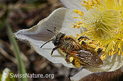 Erzfarbene Düstersandbiene (Andrena nigroaenea) auf Frühlings-Anemone (Pulsatilla vernalis) (C190233) Erzfarbene Düstersandbiene (Andrena nigroaenea) auf Frühlings-Anemone (Pulsatilla vernalis) (C190233)