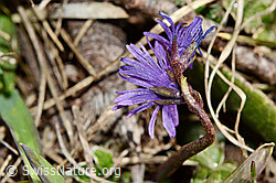 Foto: Grosses Alpenglöckchen (Soldanella alpina)