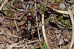 Zweipunkt-Ohrwurm (Anechura bipunctata) (C190830) Zweipunkt-Ohrwurm (Anechura bipunctata) (C190830)