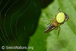 Foto: Kürbisspinne (Araniella cucurbitina)