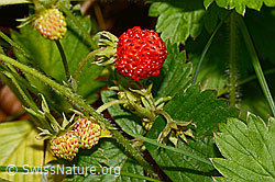 Foto: Wald-Erdbeere (Fragaria vesca)