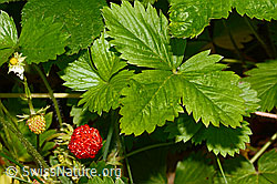 Foto: Wald-Erdbeere (Fragaria vesca)