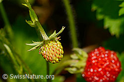Foto: Wald-Erdbeere (Fragaria vesca)