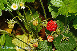 Foto: Wald-Erdbeere (Fragaria vesca)