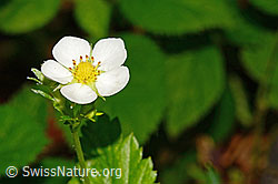 Foto: Wald-Erdbeere (Fragaria vesca)