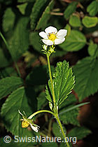 Foto: Wald-Erdbeere (Fragaria vesca)