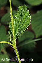 Foto: Wald-Erdbeere (Fragaria vesca)