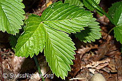 Wald-Erdbeere (Fragaria vesca) (C192916) Wald-Erdbeere (Fragaria vesca) (C192916)