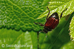 Foto: Gartenlaubkäfer (Phyllopertha horticola)
