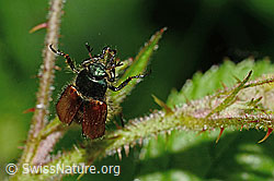 Foto: Gartenlaubkäfer (Phyllopertha horticola)