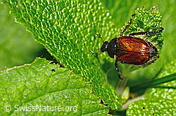Foto: Gartenlaubkäfer (Phyllopertha horticola)