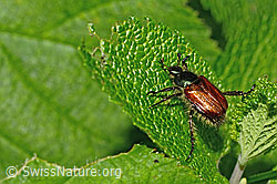 Foto: Gartenlaubkäfer (Phyllopertha horticola)