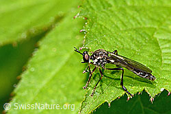 Gemeine Habichtsfliege (Dioctria hyalipennis) (12.06.2021, C192987)