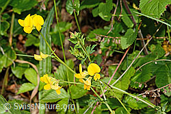 Gewöhnlicher Hornklee (Lotus corniculatus) (C192992) Gewöhnlicher Hornklee (Lotus corniculatus) (C192992)