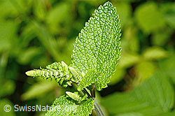 Salbeiblättriger Gamander (Teucrium scorodonia) (C192995)