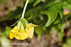 Gewöhnlicher Hornklee (Lotus corniculatus) (C193001) Gewöhnlicher Hornklee (Lotus corniculatus) (C193001)