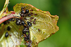 Foto: Rote Waldameise (Formica rufa)