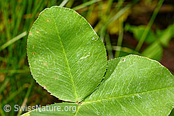 Foto: Kriechender Klee (Trifolium repens)