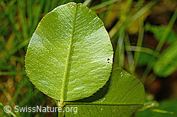 Foto: Kriechender Klee (Trifolium repens)