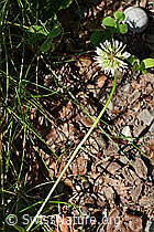 Kriechender Klee (Trifolium repens) (C193043) Kriechender Klee (Trifolium repens) (C193043)
