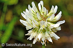 Kriechender Klee (Trifolium repens) (C193046) Kriechender Klee (Trifolium repens) (C193046)