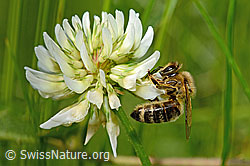 Honigbiene (Apis mellifera) auf Kriechendem Klee (Trifolium repens) (12.06.2021, C193054)