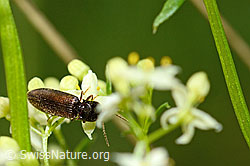 Foto: Gebänderter Schnellkäfer (Athous vittatus)