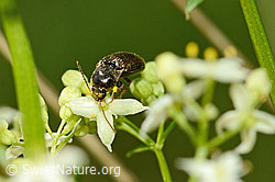 Foto: Gebänderter Schnellkäfer (Athous vittatus)