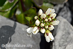 Foto: Bach-Gänsekresse (Arabis subcoriacea)