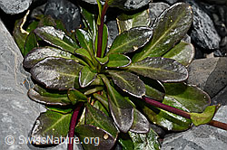 Foto: Bach-Gänsekresse (Arabis subcoriacea)