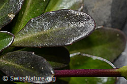 Foto: Bach-Gänsekresse (Arabis subcoriacea)