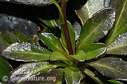 Foto: Bach-Gänsekresse (Arabis subcoriacea)