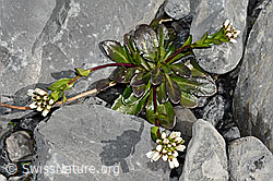Foto: Bach-Gänsekresse (Arabis subcoriacea)