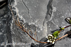 Foto: Bach-Gänsekresse (Arabis subcoriacea)