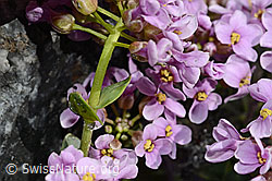 Kriechendes Täschelkraut (Thlaspi rotundifolium) (C193302) Kriechendes Täschelkraut (Thlaspi rotundifolium) (C193302)