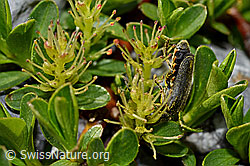 Cantharis pagana (Weichkäfer) an Stumpfblättrige Weide (Salix retusa) (C193314)