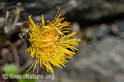 Huflattich (Tussilago farfara) (C193354) Huflattich (Tussilago farfara) (C193354)