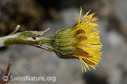 Huflattich (Tussilago farfara) (C193358) Huflattich (Tussilago farfara) (C193358)
