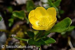 Berg-Hahnenfuss (Ranunculus montanus) (06.2021, C193362)