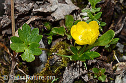 Foto: Berg-Hahnenfuss (Ranunculus montanus)