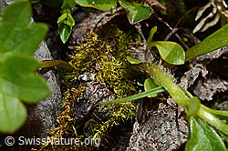 Foto: Berg-Hahnenfuss (Ranunculus montanus)